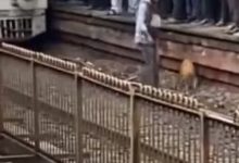 Фото - Добряк спустился на железнодорожные рельсы, чтобы спасти собаку