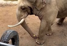 Фото - Добрый слон вернул ребёнку ботинок, упавший в вольер