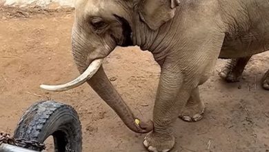 Фото - Добрый слон вернул ребёнку ботинок, упавший в вольер