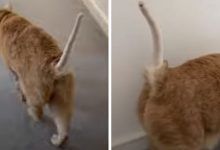 Фото - Домашнему коту выбрили хвост