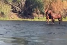 Фото - Лошади, плывущие по поверхности реки, оказались оптической иллюзией