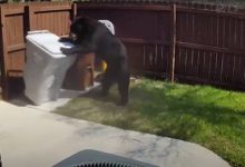 Фото - Медведь оказался опытным грабителем и украл мешок с мусором