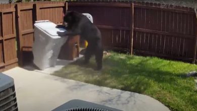 Фото - Медведь оказался опытным грабителем и украл мешок с мусором