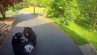 Фото - Медведи не только украли мусор, но и подрались из-за него