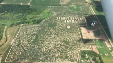 Фото - На кукурузном поле появился лабиринт, претендующий на мировой рекорд
