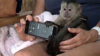 Фото - Обезьянка, живущая в зоопарке, украла телефон и позвонила в службу спасения