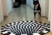 Фото - Оптическую иллюзию на коврике видят не только люди, но и животные