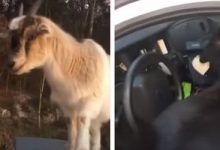 Фото - Помощник шерифа лишился документов из-за коз, захвативших его машину