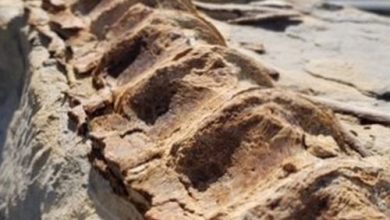 Фото - Рыбак нашёл окаменелость, которой может быть около 90 миллионов лет