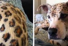 Фото - С помощью краски пёс стал похож на леопарда