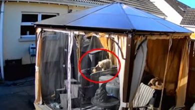 Фото - Щенок спас собаку от утопления в гидромассажной ванне