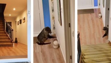 Фото - Тюлень без спроса пришёл в дом и напугал кошку