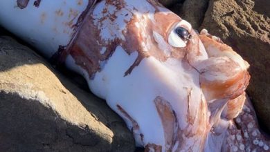 Фото - Учёных удивил гигантский кальмар с глазами размером с обеденную тарелку