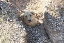 Фото - Ветеринар голыми руками выкопал собаку и её щенков из-под оползня
