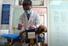 Фото - Ветеринар начал применять для лечения животных традиционную китайскую медицину