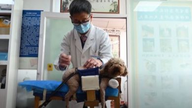 Фото - Ветеринар начал применять для лечения животных традиционную китайскую медицину