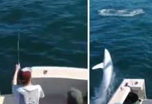 Фото - Акула выпрыгнула из воды в лодку и напугала рыбаков