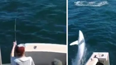 Фото - Акула выпрыгнула из воды в лодку и напугала рыбаков