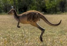 Фото - Дикий кенгуру, из которого сделали домашнего питомца, напал на хозяина и убил его