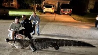 Фото - Крупного аллигатора, занявшего полдороги, пришлось убирать с помощью эвакуатора