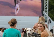 Фото - Любители животных побили мировой рекорд, явившись с собаками на просмотр кино под открытым небом