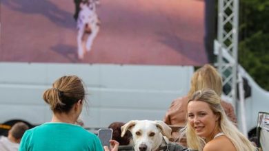 Фото - Любители животных побили мировой рекорд, явившись с собаками на просмотр кино под открытым небом