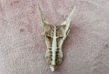 Фото - Людей удивил «череп дракона», найденный на пляже