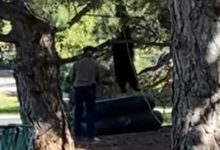 Фото - Медведь, пришедший на территорию университета, забрался на дерево