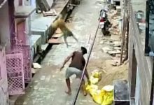 Фото - Мужчина, кидавший камни в обезьян, был сбит с ног одним из животных
