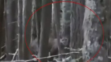 Фото - Мужчина, повстречавший в лесу пуму, признался, что был готов к смерти
