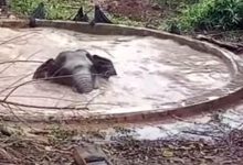 Фото - Неравнодушные люди помогли слону, упавшему в пруд