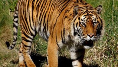 Фото - Отважная мать спасла маленького сына из пасти тигра