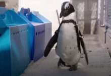 Фото - Пингвину с больным позвоночником подарили ортопедические ботиночки