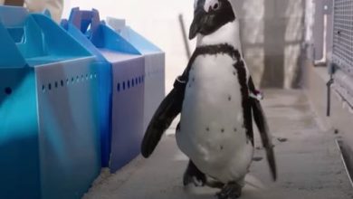 Фото - Пингвину с больным позвоночником подарили ортопедические ботиночки