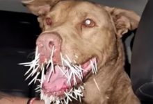 Фото - Пёс, подравшийся с дикобразом, получил множественные ужасные раны и скончался