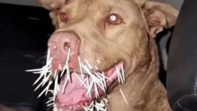 Фото - Пёс, подравшийся с дикобразом, получил множественные ужасные раны и скончался
