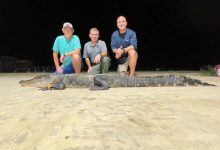 Фото - Пойманная самка аллигатора признана самой крупной в штате Миссисипи