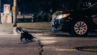 Фото - Полицейский помог скунсу, блуждавшему по дороге с банкой на голове