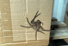 Фото - Получатель обнаружил в посылке огромного мёртвого паука