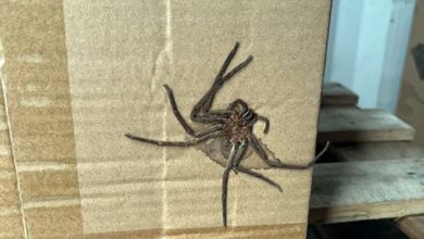 Фото - Получатель обнаружил в посылке огромного мёртвого паука