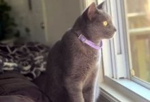 Фото - Потерявшаяся кошка не только нашла свой дом, но и позвонила в дверной звонок