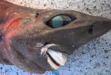 Фото - Рыбак поймал акулу с огромными глазами и странными зубами