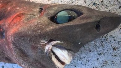 Фото - Рыбак поймал акулу с огромными глазами и странными зубами