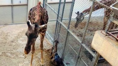 Фото - Самка жирафа родила детёныша на глазах у посетителей зоопарка