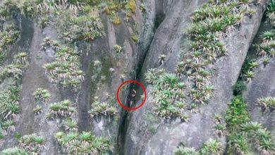 Фото - Спасатели вытащили голого мужчину, оказавшегося в расщелине между скалами