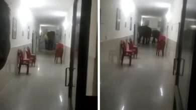 Фото - Три слона погуляли по госпиталю, протискиваясь по узким коридорам