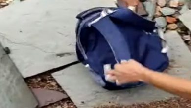 Фото - Учителя обнаружили кобру в рюкзаке десятиклассницы