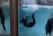 Фото - Выдры в зоопарке продемонстрировали искусство синхронного плавания
