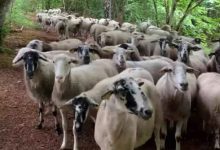 Фото - Заблудившиеся овцы пустились в погоню за бегуньей