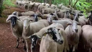 Фото - Заблудившиеся овцы пустились в погоню за бегуньей